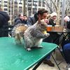 Photo: Flabby Squirrel Eats Shake Shack, NY Times Be Damned